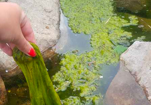 Lutter contre les algues vertes dans un bassin (Partie 1)