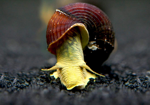 Les escargots ne sont pas forcément nuisibles dans un aquarium