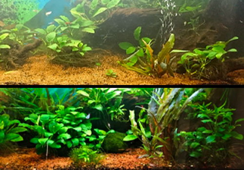 Comment s'occuper d'un aquarium avec des plantes? Suivez nos conseils