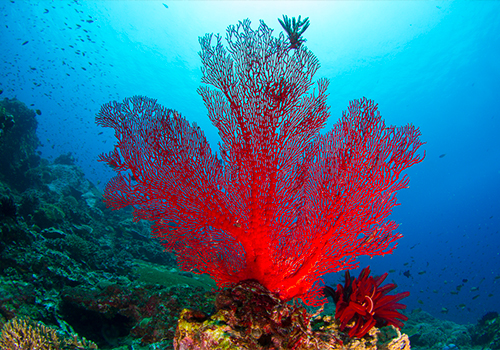 Le saviez-vous ? Les coraux sont des animaux !