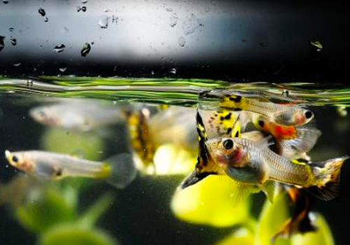 Quelle quantité de nourriture donner pour des guppys?