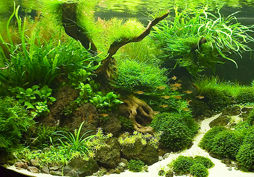 Plantes en Aquarium : astuces d'une plantation réussie [Aquatiques] ✿AN