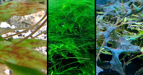 Triptyque de différents types d'algues