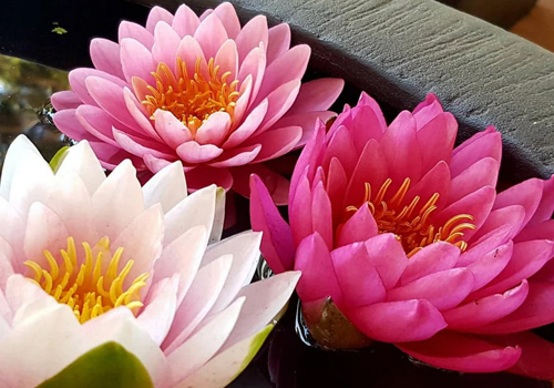 Nymphea Lotus - Joli nénuphar rouge à mettre au centre de l'aquarium