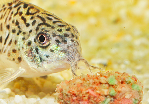 Comment bien nourrir ses poissons d’aquarium?