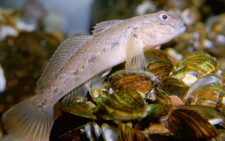 Gobie à Tache Noire (Rhynogobius duospilus)