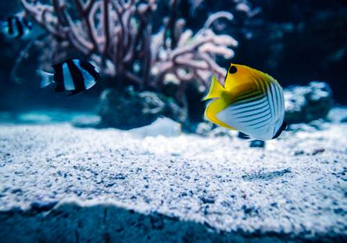 Sable en aquarium récifal : pour ou contre ?