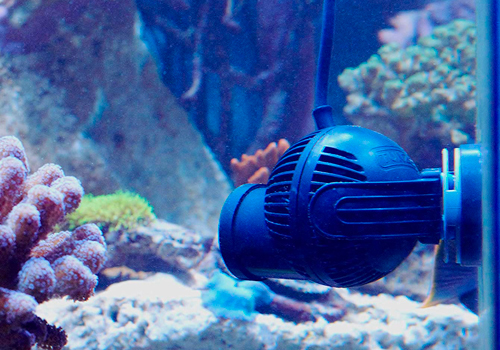 Comment brasser un aquarium d'eau de mer récifal ?