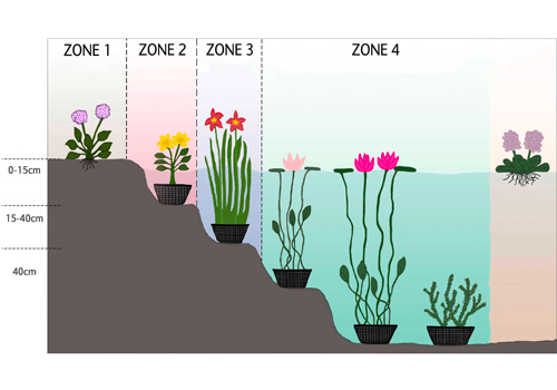 Jardin d'eau - Les plantes aquatiques au bassin