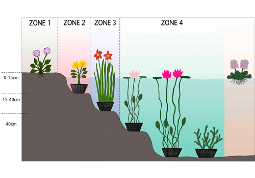 L'installation de plantes aquatiques dans un bassin