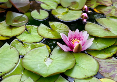 Les nénuphars en bassin de Jardin