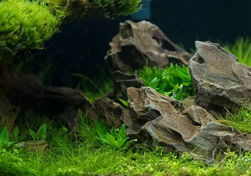 Idée décoration aquarium : est-il possible de personnaliser un aquarium ?