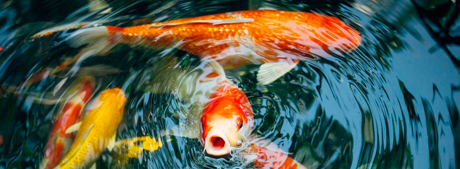 Poissons en bassin qui attendent de manger