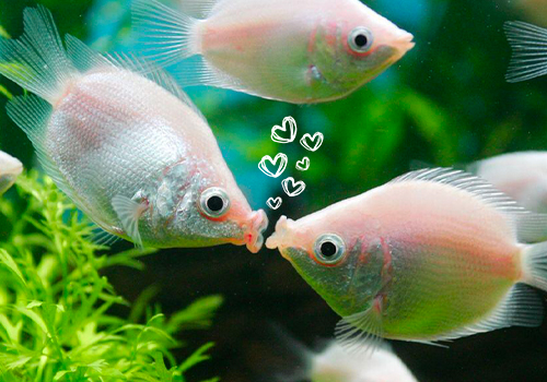 Quels sont les poissons les plus fidèles ?