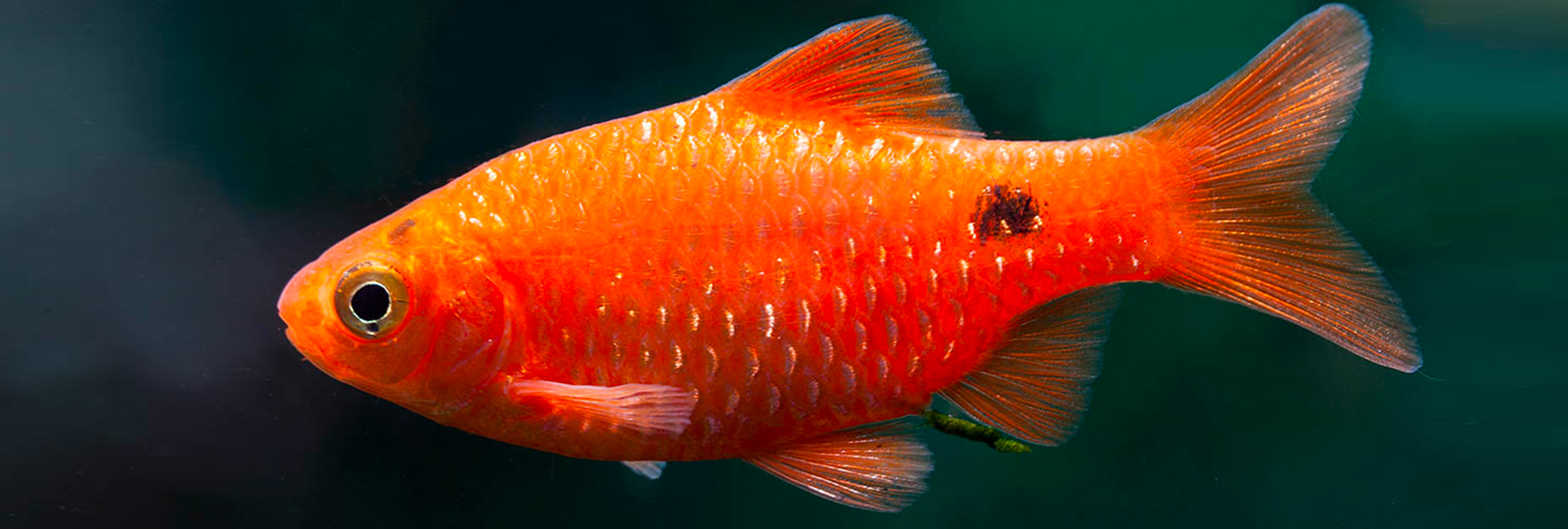 Le barbu rosé (Pethia conchonius)