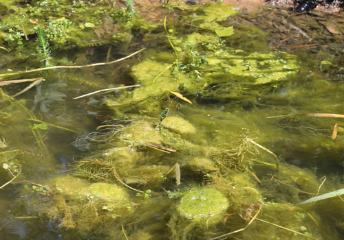 Comment supprimer la vase dans mon bassin ?