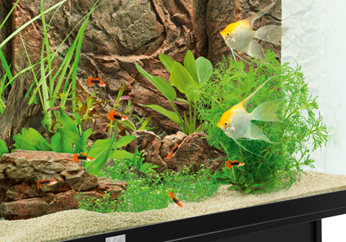 Décorations D'aquariums - Livraison Gratuite Pour Les Nouveaux