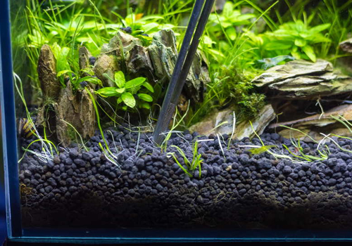 Décoration d'aquarium : principe, conseils et idées