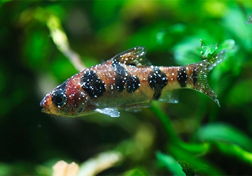 Distribution automatique d'eau neuve dans un aquarium