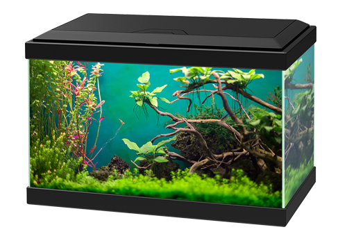 Les 10 équipements essentiels pour démarrer un aquarium