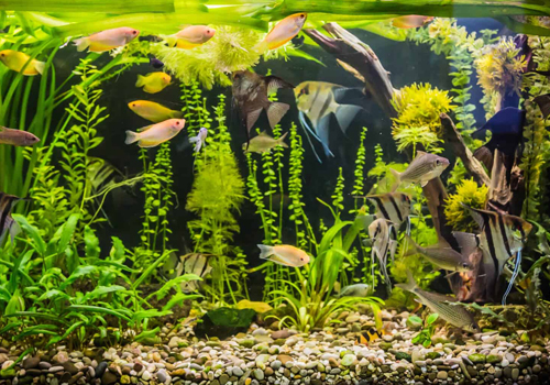 Comment peupler un aquarium?