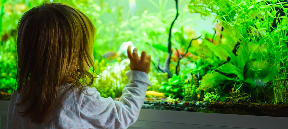 Comment décorer son aquarium ? - Jardiland