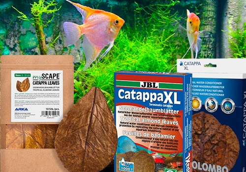 Feuilles de catappa : à quoi servent-elles dans un aquarium ?