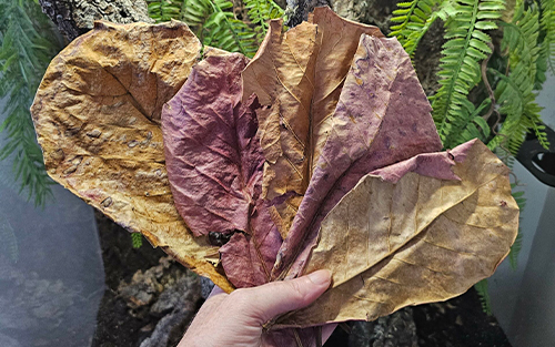 Feuilles de Catappa