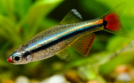 Tanichthys albonubes (Tanichthys albonubes)