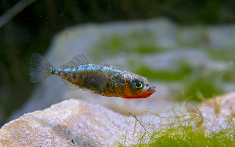 Épinoche à Trois Épines (Gasterosteus aculeatus)