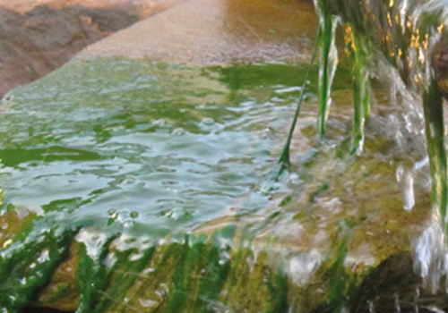 L'algue filamenteuse se développe contre les parois du bassin