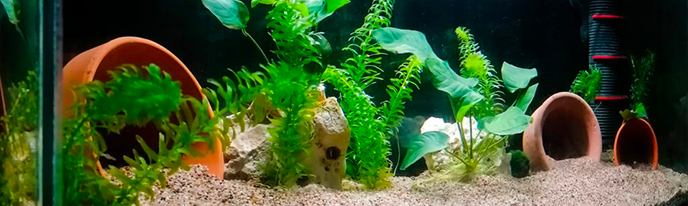 Aquarium bien rodé avec de jolies nuances de verts.