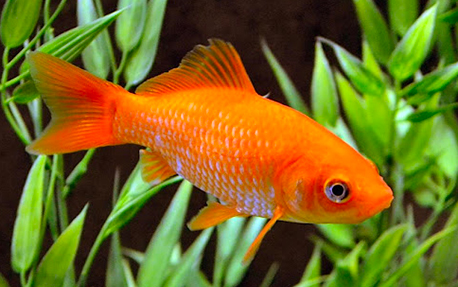 Poisson Rouge (Carassius auratus)