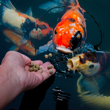 Suralimentation dans un aquarium