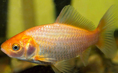 Carassin doré (Carassius auratus auratus)