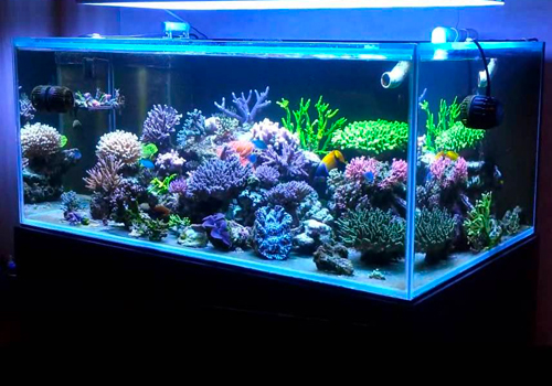 Quel sable pour un aquarium d'eau douce ? - Blog