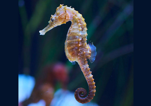 L’hippocampe est la seule espèce de poisson capable de nager à la verticale