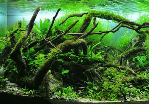 Mousse de Java / Tapis / Plantes d'aquarium LIVE d'eau douce