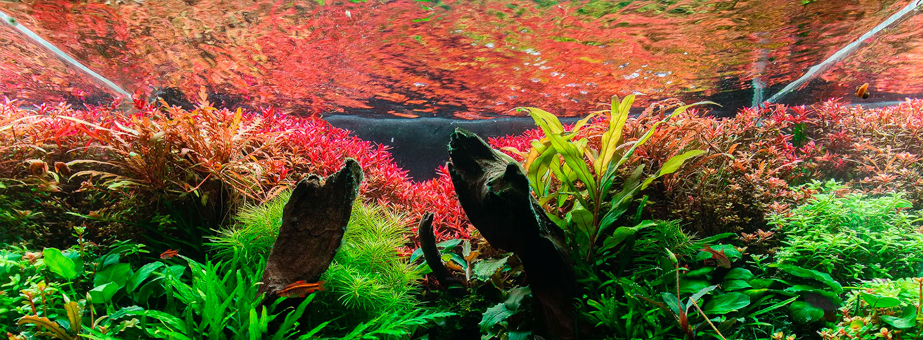 Aquarium en bonne santé avec des couleurs vives