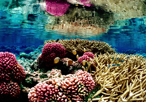 Le saviez-vous ? Les coraux aussi ont une Arche de Noé