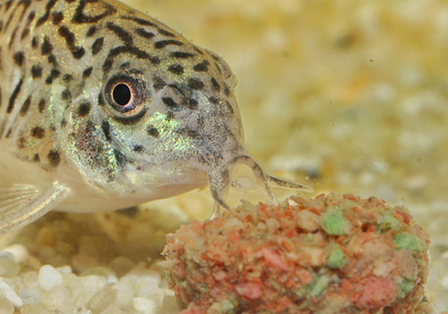 Poissons de fond en aquarium d'eau douce : Comment bien les nourrir ?