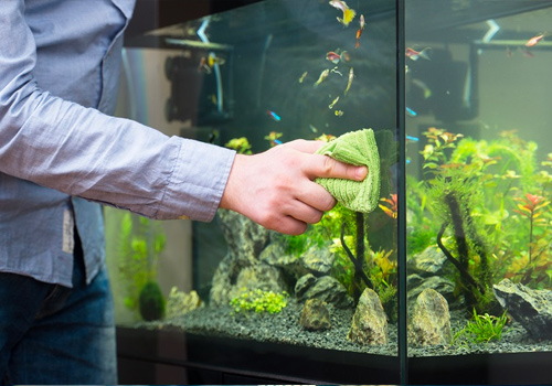 Comment entretenir son aquarium?