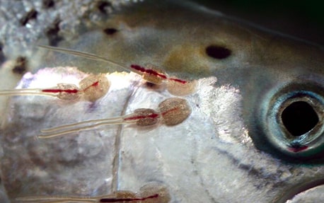 Poisson atteint de Poux de Poisson