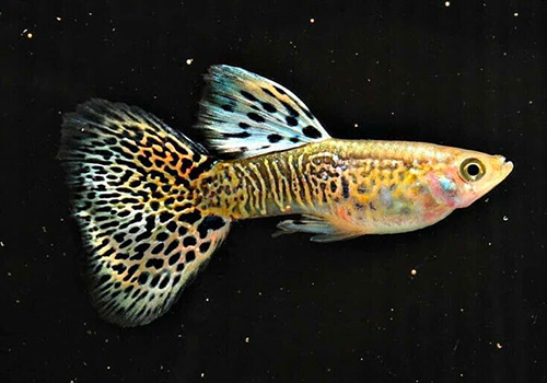 Les guppys sont des poissons ovovipares