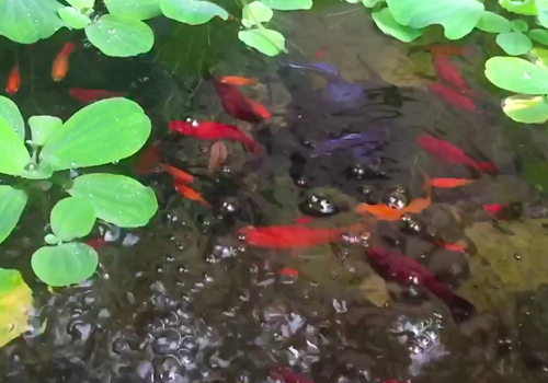 Peupler différemment un bassin de jardin