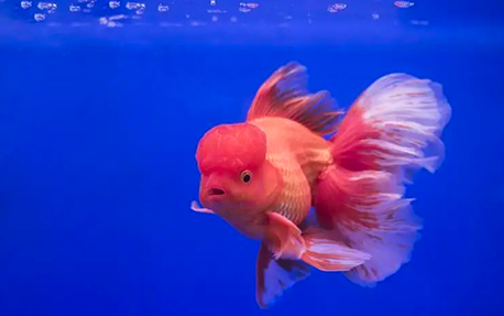 Oranda (Carassius auratus gibelio)