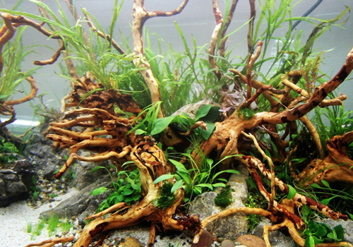 7 décorations à placer dans son aquarium