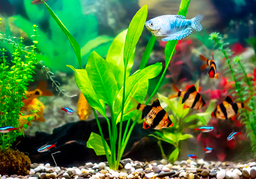 Quel sable et gravier choisir pour son aquarium ?