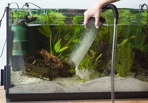 Quelles plantes choisir pour un aquarium d'eau douce ?