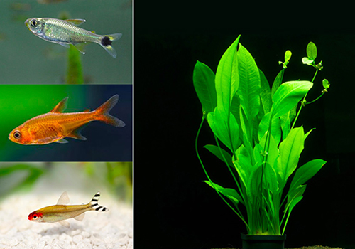 Quel est le point commun entre ces 3 espèces de poissons et cette plante?